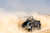 Peking to Paris | Rally Highlights